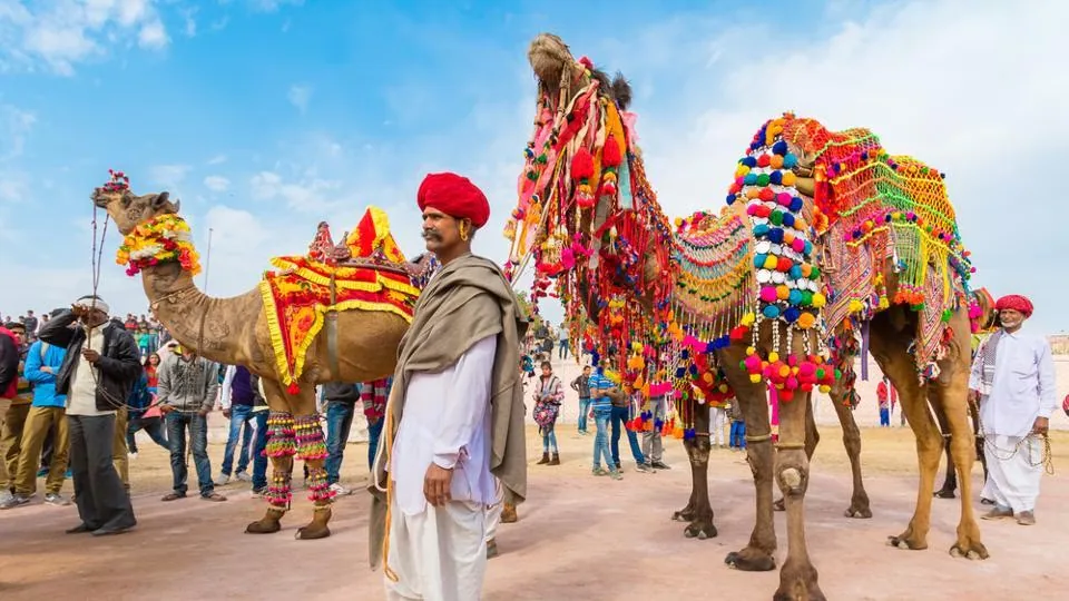 Camel Safari